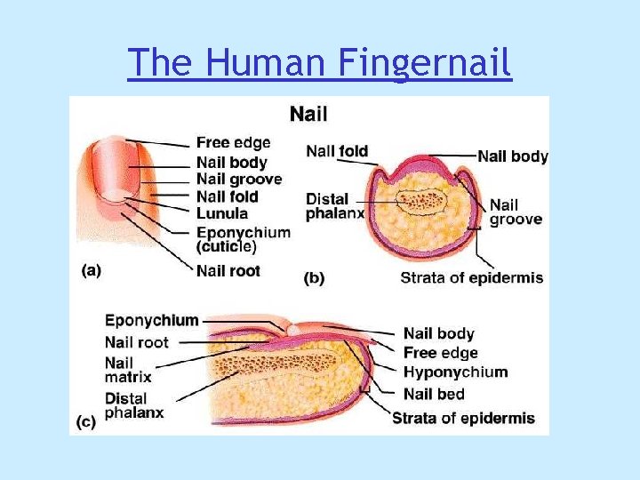 The Human Fingernail The Human Fingernail