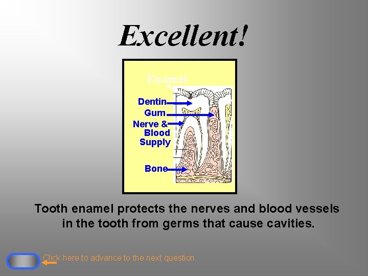 Excellent! Enamel Dentin Gum Nerve & Blood Supply Bone Tooth enamel protects the nerves