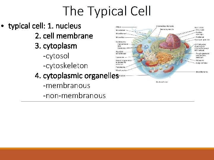 The Typical Cell • typical cell: 1. nucleus 2. cell membrane 3. cytoplasm -cytosol