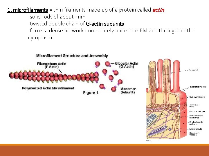 1. microfilaments = thin filaments made up of a protein called actin -solid rods