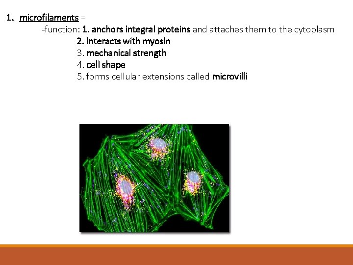 1. microfilaments = -function: 1. anchors integral proteins and attaches them to the cytoplasm