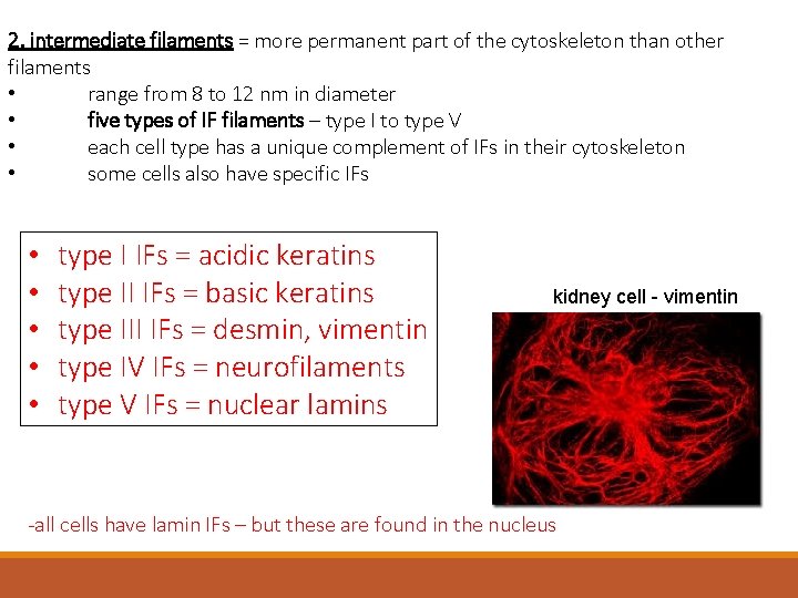 2. intermediate filaments = more permanent part of the cytoskeleton than other filaments •