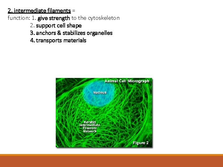 2. intermediate filaments = function: 1. give strength to the cytoskeleton 2. support cell