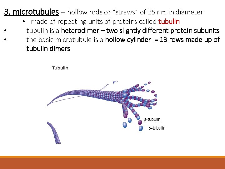 3. microtubules = hollow rods or “straws” of 25 nm in diameter • •
