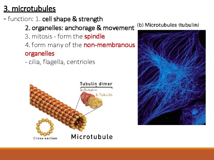 3. microtubules - function: 1. cell shape & strength 2. organelles: anchorage & movement