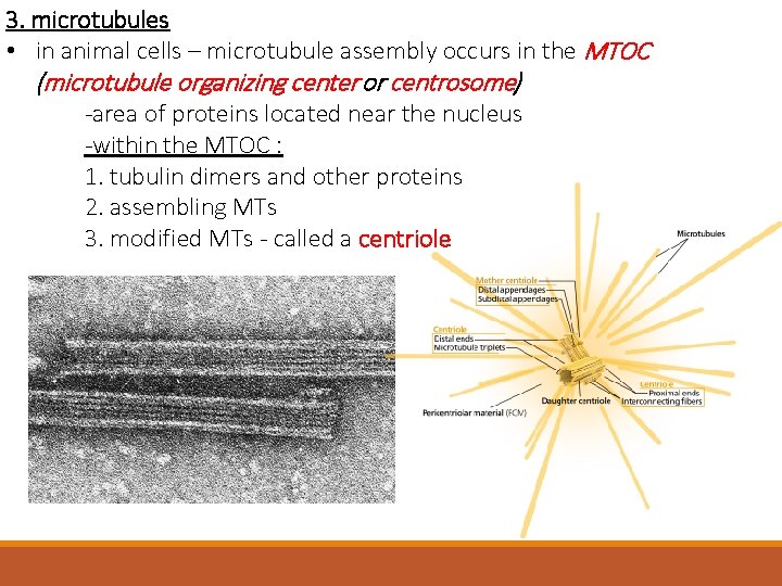 3. microtubules • in animal cells – microtubule assembly occurs in the MTOC (microtubule