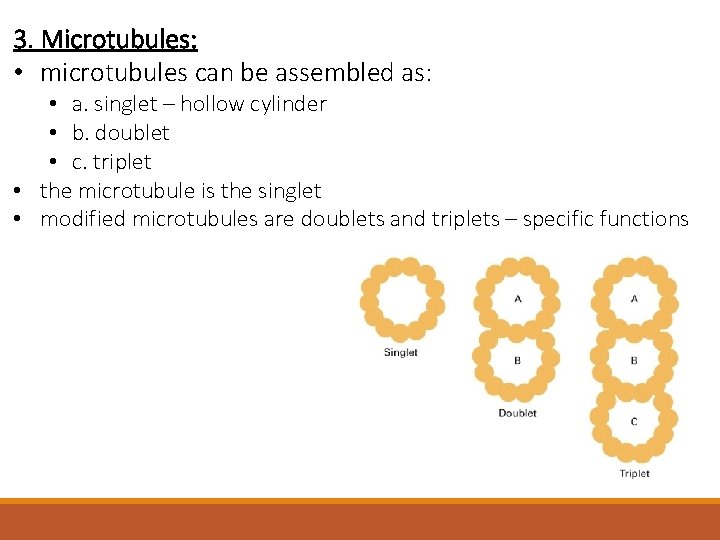 3. Microtubules: • microtubules can be assembled as: • a. singlet – hollow cylinder