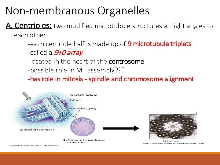 Non-membranous Organelles A. Centrioles: two modified microtubule structures at right angles to each other