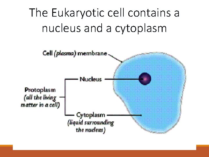 The Eukaryotic cell contains a nucleus and a cytoplasm 