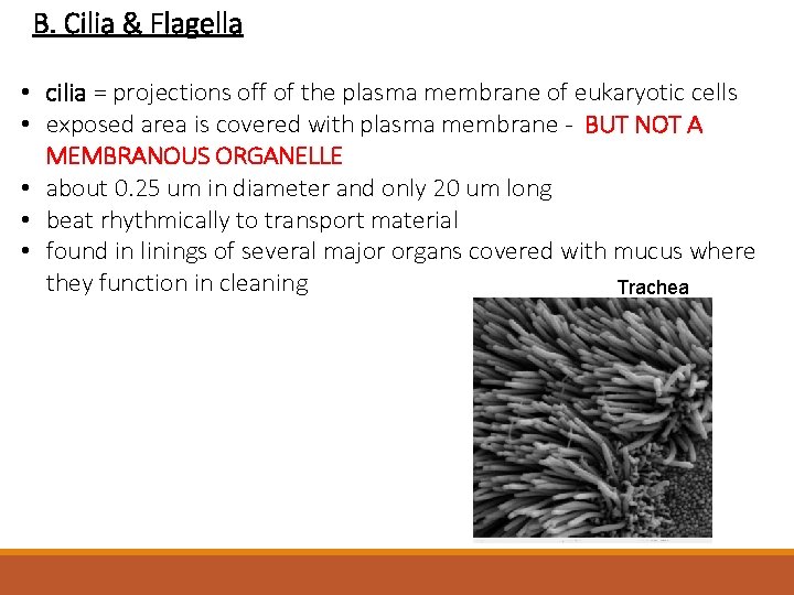 B. Cilia & Flagella • cilia = projections off of the plasma membrane of