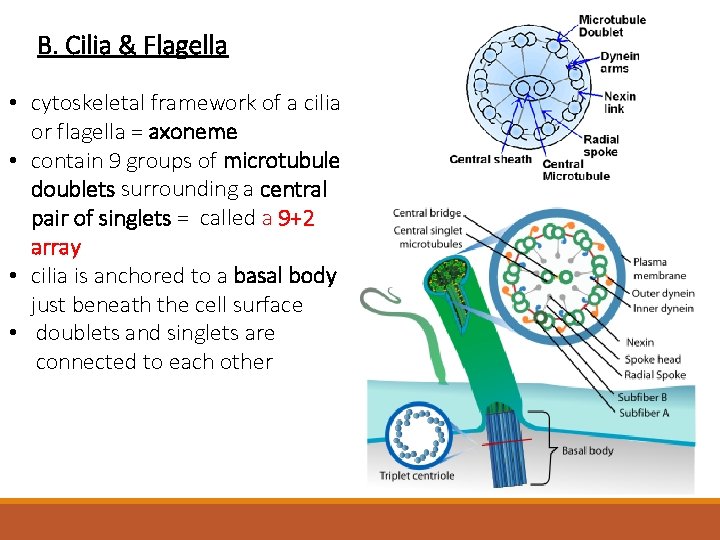 B. Cilia & Flagella • cytoskeletal framework of a cilia or flagella = axoneme