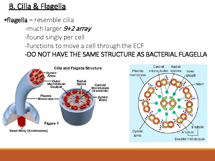 B. Cilia & Flagella • flagella = resemble cilia -much larger 9+2 array -found