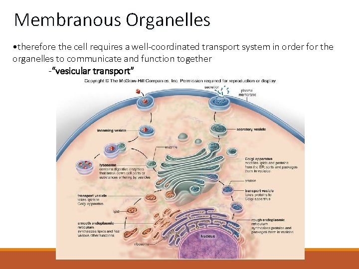 Membranous Organelles • therefore the cell requires a well-coordinated transport system in order for