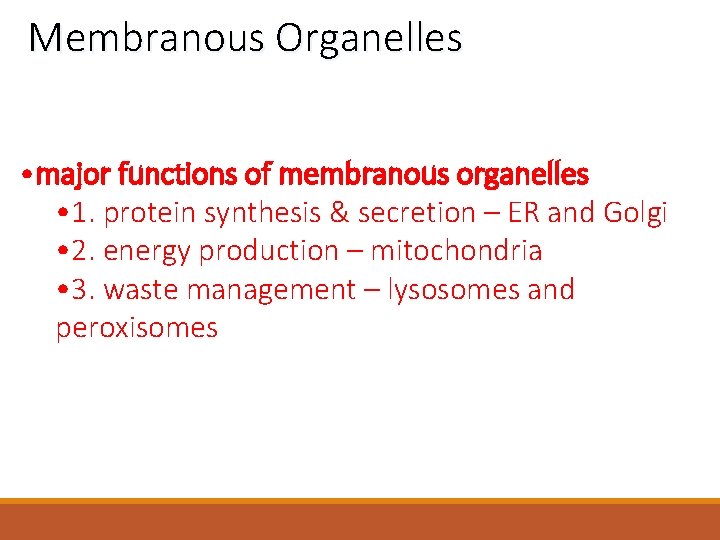 Membranous Organelles • major functions of membranous organelles • 1. protein synthesis & secretion