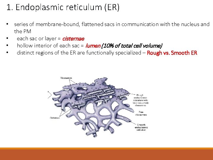 1. Endoplasmic reticulum (ER) • series of membrane-bound, flattened sacs in communication with the
