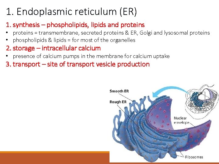 1. Endoplasmic reticulum (ER) 1. synthesis – phospholipids, lipids and proteins • proteins =