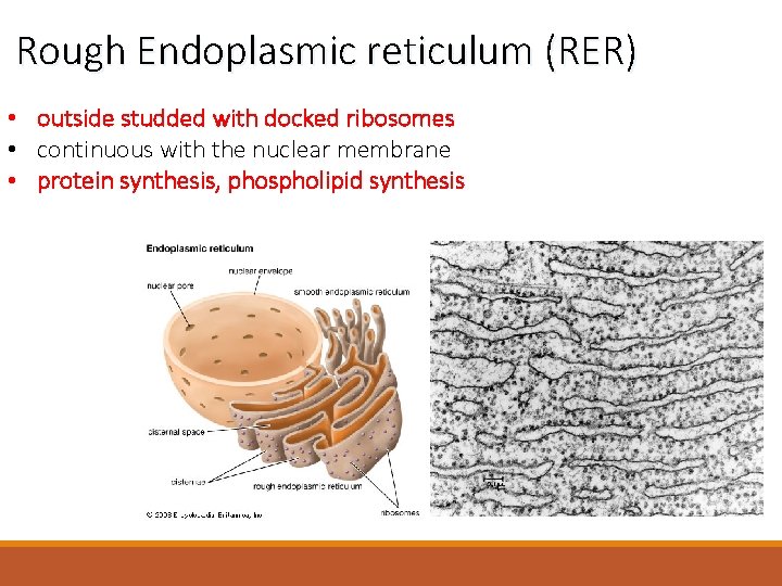 Rough Endoplasmic reticulum (RER) • outside studded with docked ribosomes • continuous with the