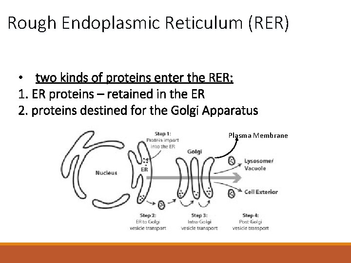 Rough Endoplasmic Reticulum (RER) • two kinds of proteins enter the RER: 1. ER