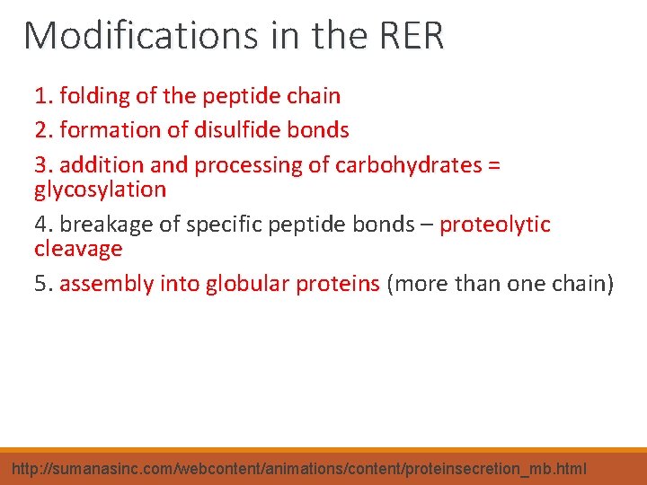 Modifications in the RER 1. folding of the peptide chain 2. formation of disulfide