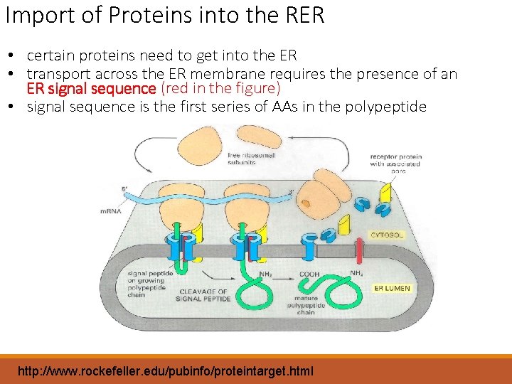 Import of Proteins into the RER • certain proteins need to get into the