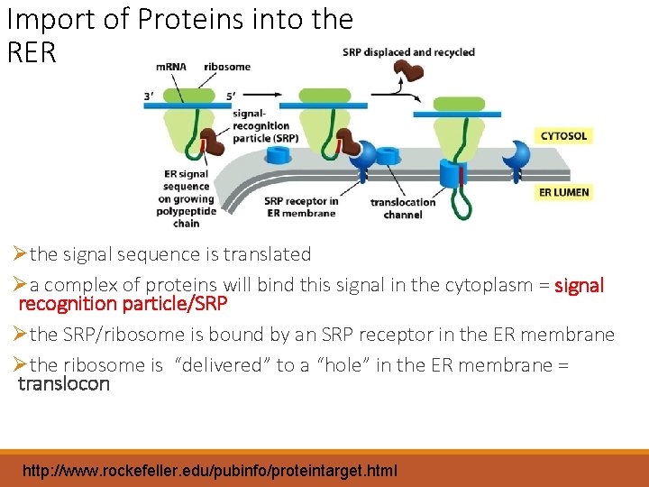 Import of Proteins into the RER Øthe signal sequence is translated Øa complex of