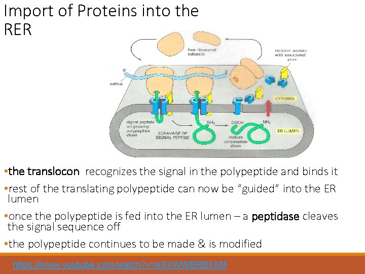 Import of Proteins into the RER • the translocon recognizes the signal in the