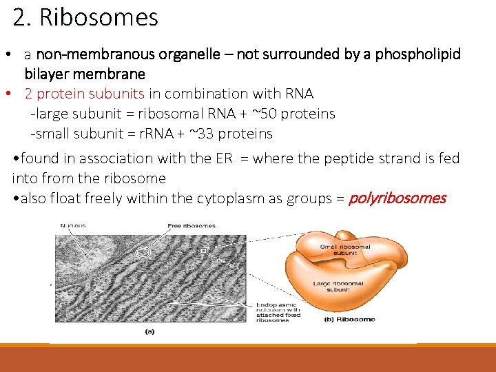 2. Ribosomes • a non-membranous organelle – not surrounded by a phospholipid bilayer membrane