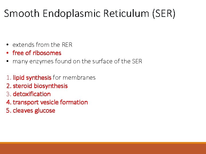 Smooth Endoplasmic Reticulum (SER) • extends from the RER • free of ribosomes •