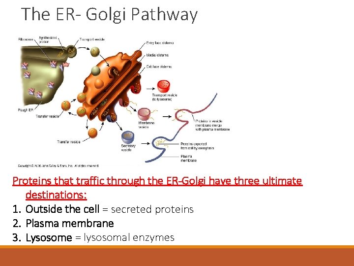 The ER- Golgi Pathway Proteins that traffic through the ER-Golgi have three ultimate destinations: