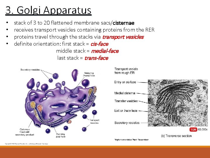 3. Golgi Apparatus • • stack of 3 to 20 flattened membrane sacs/cisternae receives