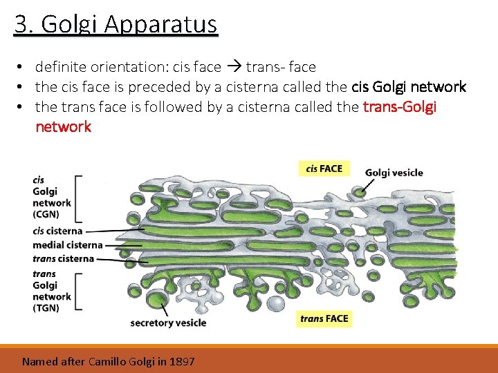 3. Golgi Apparatus • definite orientation: cis face trans- face • the cis face