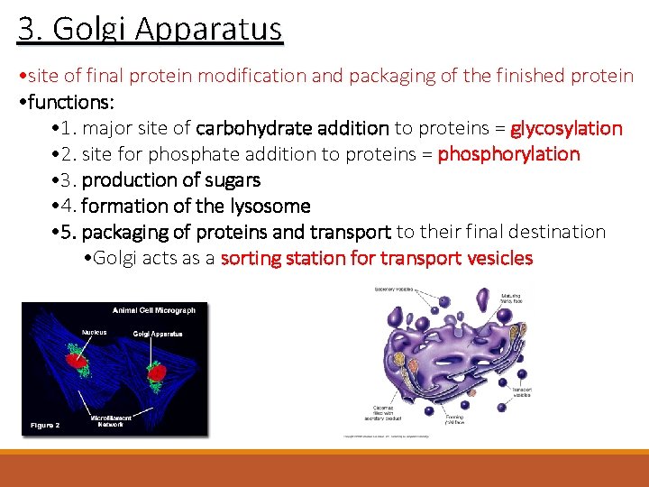 3. Golgi Apparatus • site of final protein modification and packaging of the finished