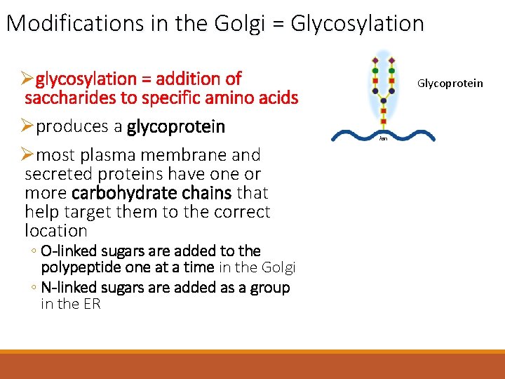 Modifications in the Golgi = Glycosylation Øglycosylation = addition of saccharides to specific amino