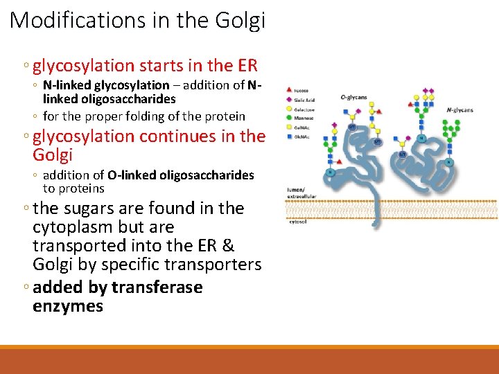 Modifications in the Golgi ◦ glycosylation starts in the ER ◦ N-linked glycosylation –