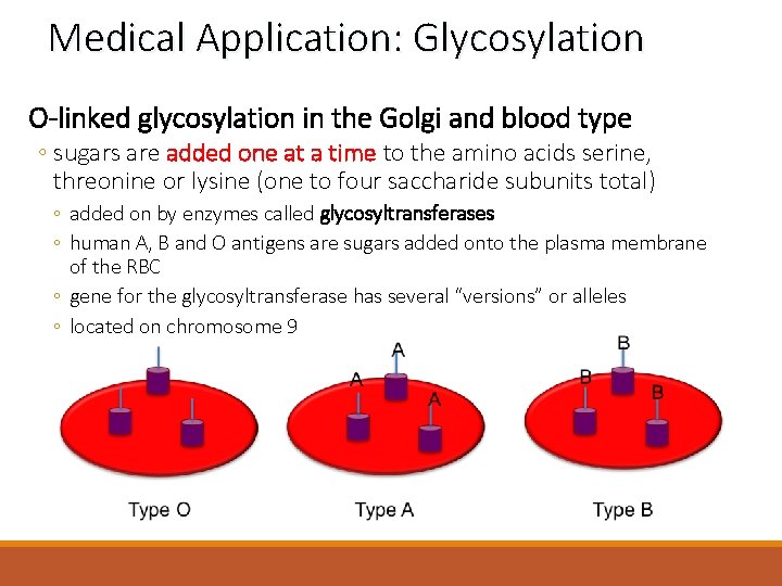 Medical Application: Glycosylation O-linked glycosylation in the Golgi and blood type ◦ sugars are