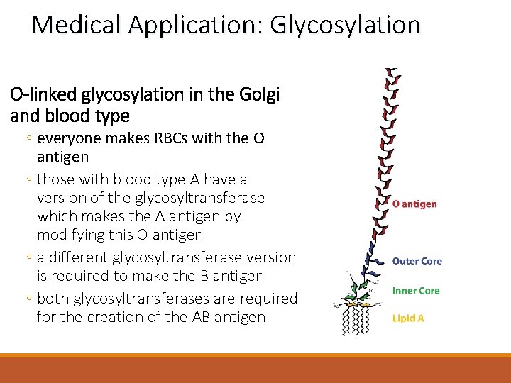 Medical Application: Glycosylation O-linked glycosylation in the Golgi and blood type ◦ everyone makes