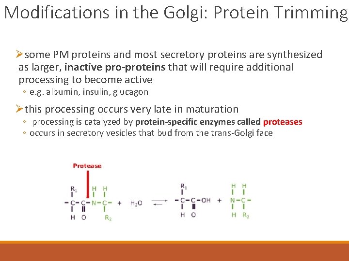 Modifications in the Golgi: Protein Trimming Øsome PM proteins and most secretory proteins are