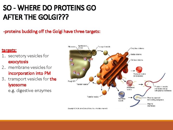 SO - WHERE DO PROTEINS GO AFTER THE GOLGI? ? ? -proteins budding off