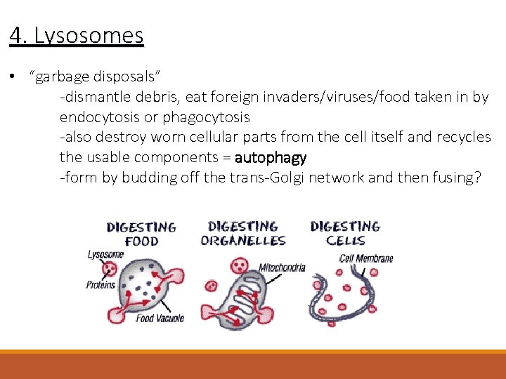 4. Lysosomes • “garbage disposals” -dismantle debris, eat foreign invaders/viruses/food taken in by endocytosis