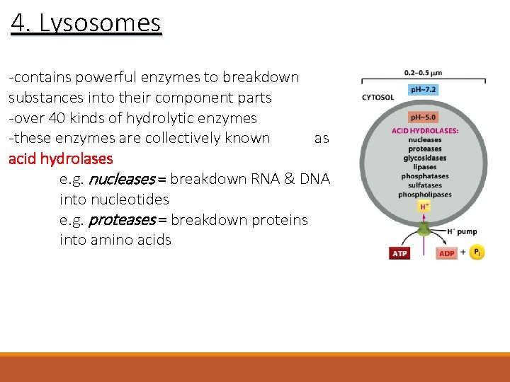 4. Lysosomes -contains powerful enzymes to breakdown substances into their component parts -over 40