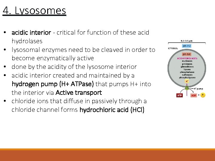 4. Lysosomes • acidic interior - critical for function of these acid hydrolases •