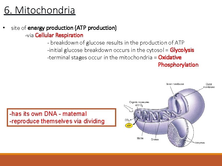 6. Mitochondria • site of energy production (ATP production) -via Cellular Respiration - breakdown