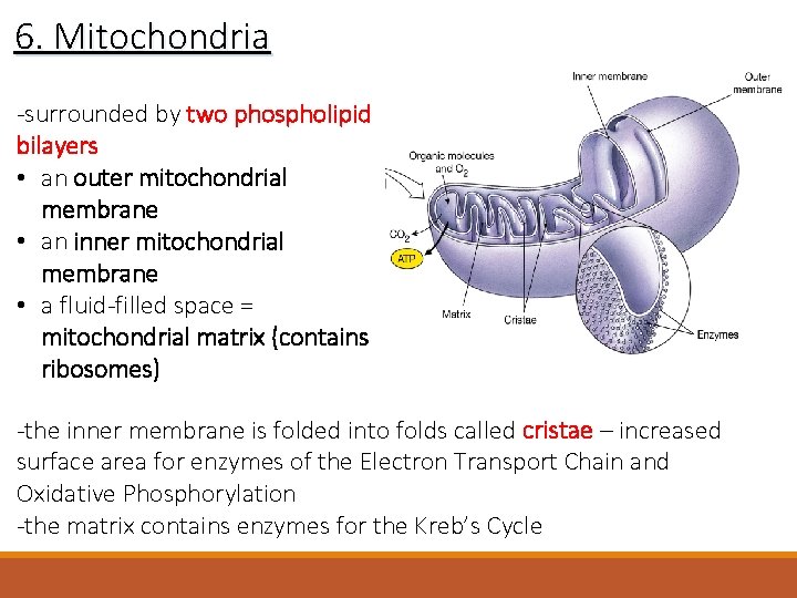 6. Mitochondria -surrounded by two phospholipid bilayers • an outer mitochondrial membrane • an