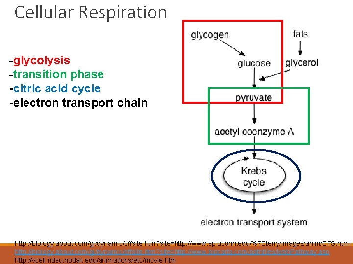 Cellular Respiration -glycolysis -transition phase -citric acid cycle -electron transport chain http: //biology. about.