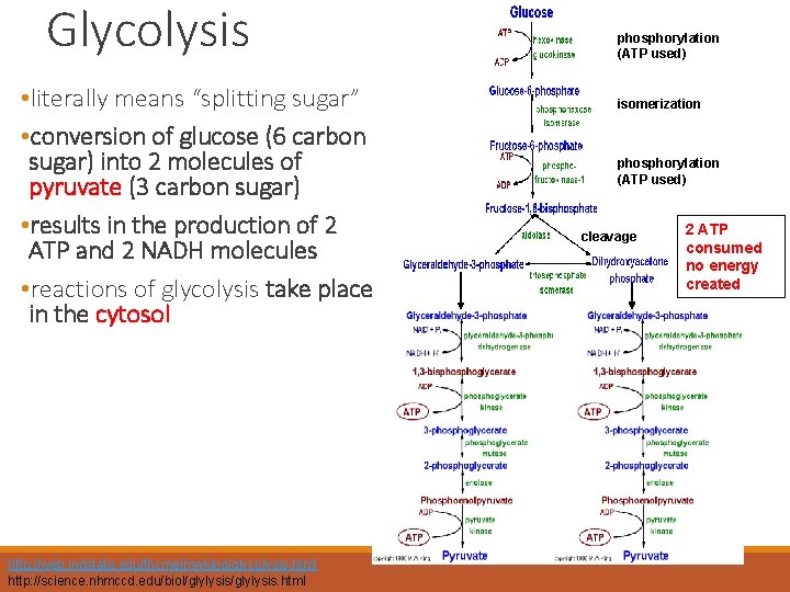 Glycolysis • literally means “splitting sugar” • conversion of glucose (6 carbon sugar) into