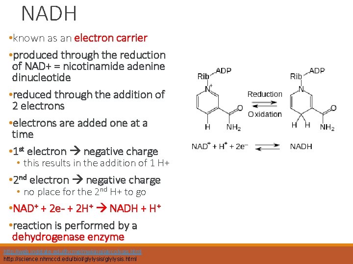 NADH • known as an electron carrier • produced through the reduction of NAD+