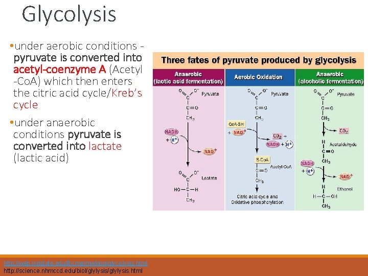 Glycolysis • under aerobic conditions pyruvate is converted into acetyl-coenzyme A (Acetyl -Co. A)