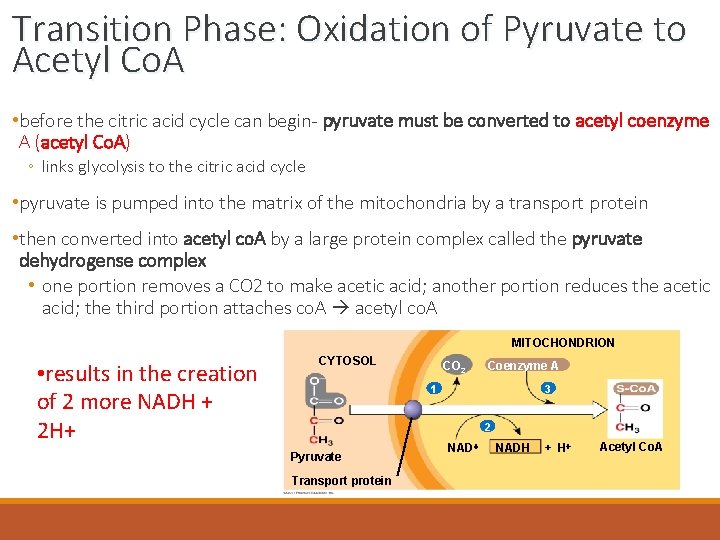 Transition Phase: Oxidation of Pyruvate to Acetyl Co. A • before the citric acid