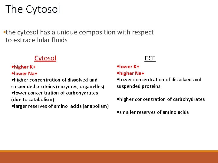 The Cytosol • the cytosol has a unique composition with respect to extracellular fluids