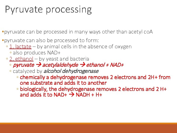 Pyruvate processing • pyruvate can be processed in many ways other than acetyl co.